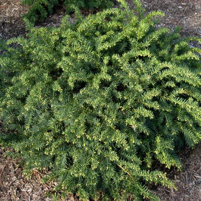 Taxus x media Wardii