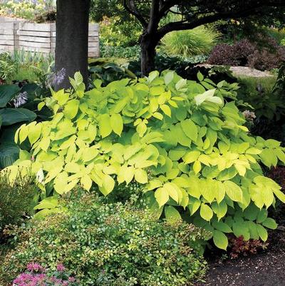 Aralia cordata Sun King