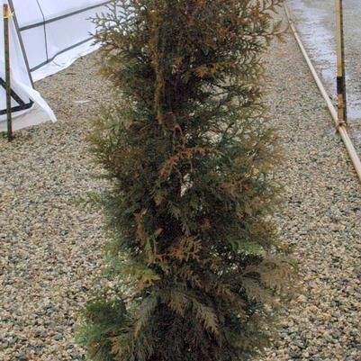 Thuja x Steeplechase