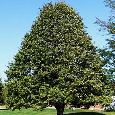 Tilia americana Redmond