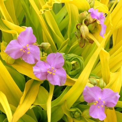 Tradescantia andersoniana Sunshine Charm