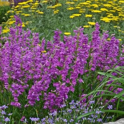 Penstemon barbatus Prairie Dusk