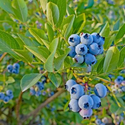 Vaccinium angustifolium Top Hat