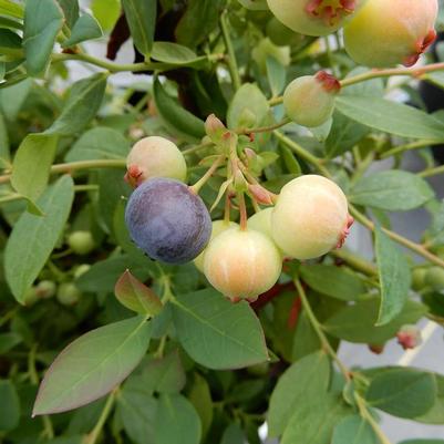 Vaccinium Bushel and Berry® Sapphire Cascade