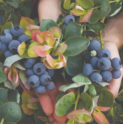 Vaccinium Bushel and Berry® Peach Sorbet® 