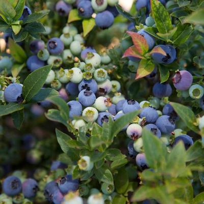 Vaccinium Bushel and Berry® Jelly Bean®