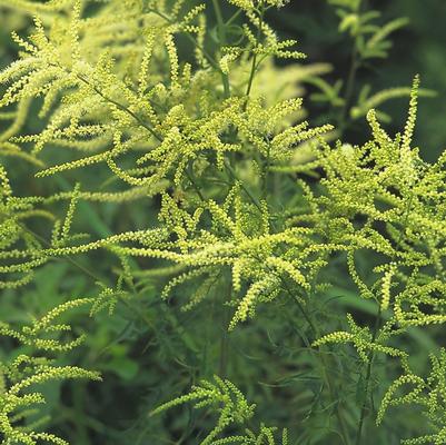 Aruncus dioicus Whirlwind