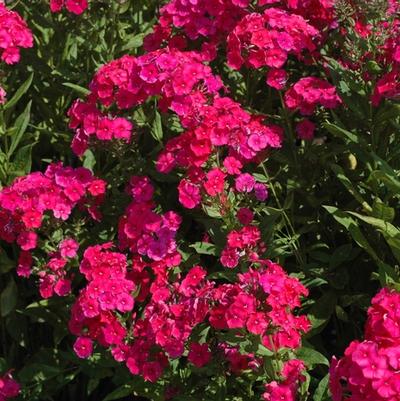 Phlox paniculata Red Riding Hood