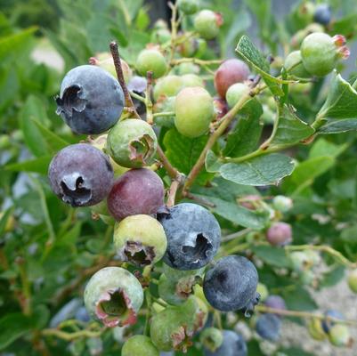 Vaccinium corymbosum Bluegold