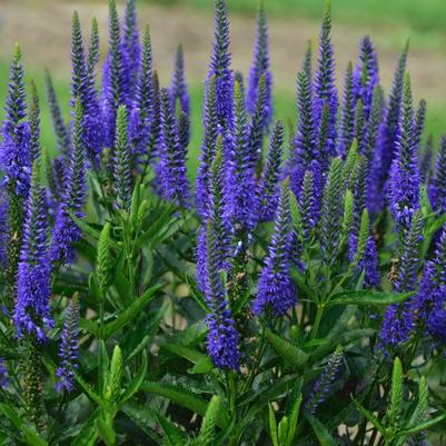 Veronica longifolia Royal Rembrandt