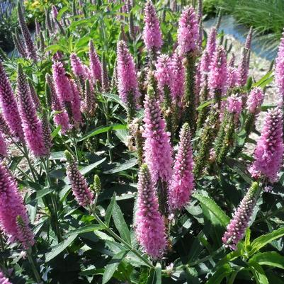 Veronica longifolia Skyward™ Pink