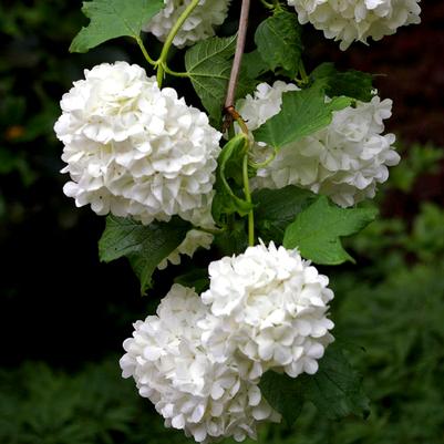 Viburnum opulus Roseum/Sterile