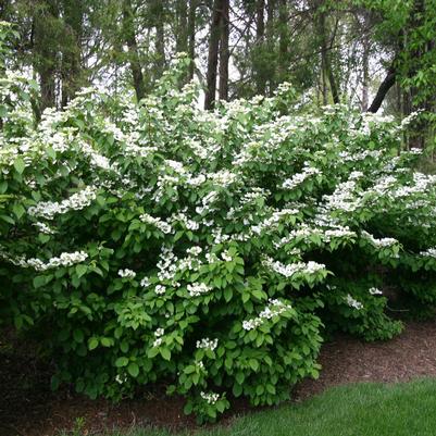 Viburnum plicatum f. tomentosum Mariesii