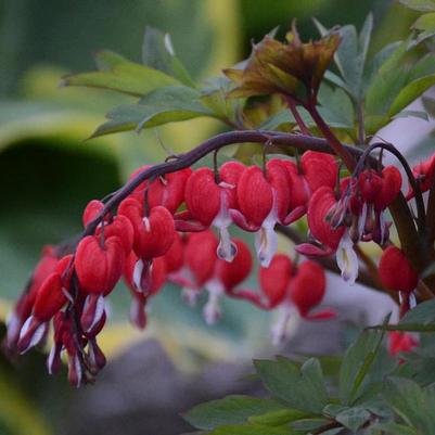 Dicentra spectabilis Valentine®