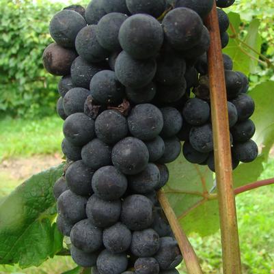 Vitis Sovereign Coronation