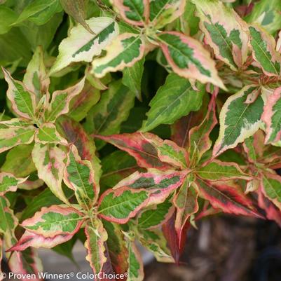 Weigela florida My Monet® Sunset