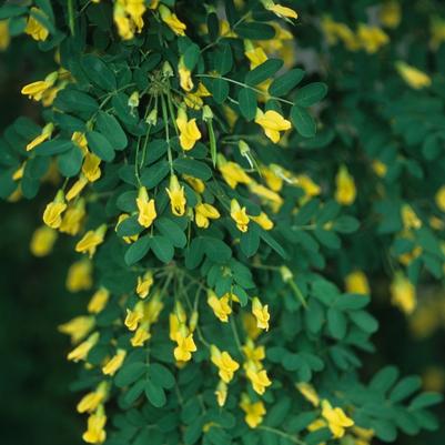 Caragana arborescens pendula 