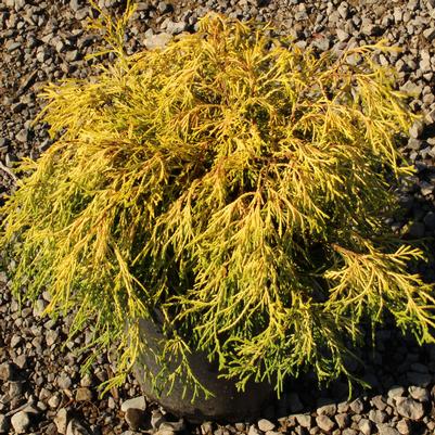 Chamaecyparis pisifera filifera Golden Charm