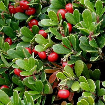 Arctostaphylos uva-ursi Vancouver Jade