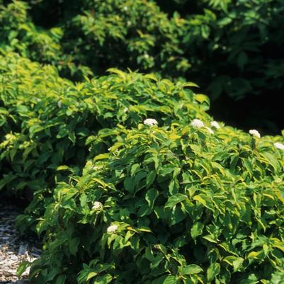 Cornus sericea Kelseyi