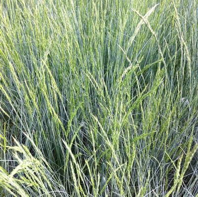 Festuca glauca Select