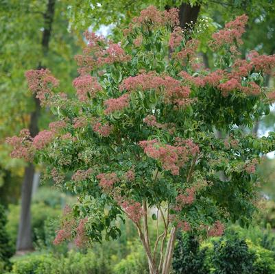 Heptacodium miconioides Temple of Bloom®