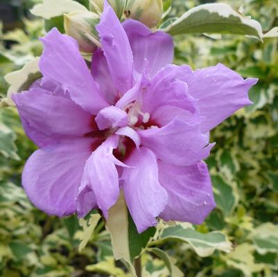 Hibiscus syriacus Show Time