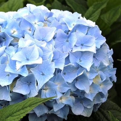 Hydrangea macrophylla Forever & Ever® Blue Heaven