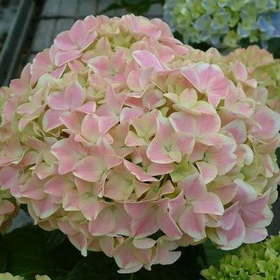 Hydrangea macrophylla Forever & Ever® Peppermint