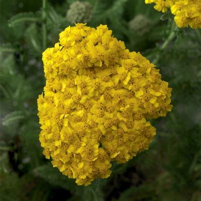 Achillea millefolium Desert Eve™ Yellow