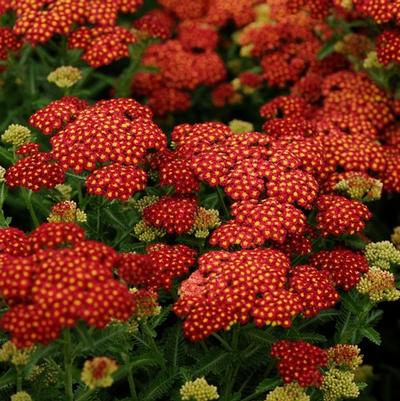 Achillea millefolium Strawberry Seduction