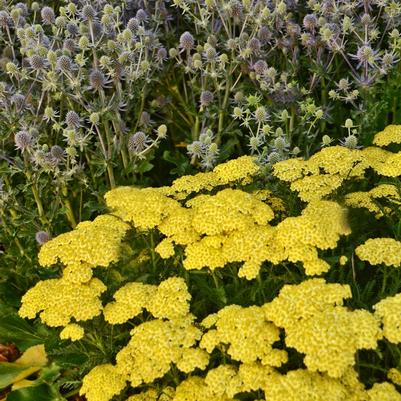 Achillea millefolium Sunny Seduction