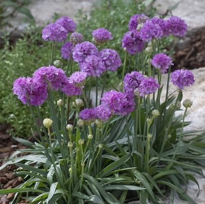 Armeria pseudarmeria Ballerina Lilac