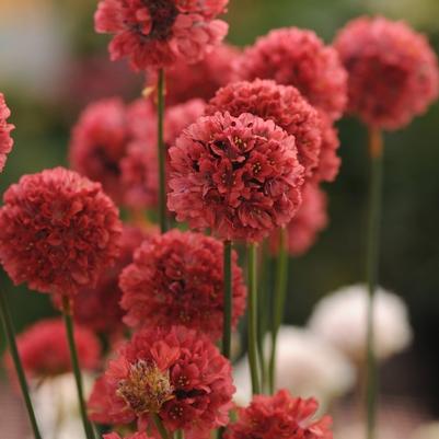 Armeria pseudarmeria Ballerina Red