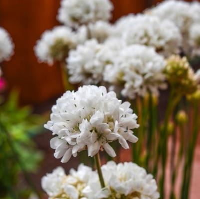 Armeria pseudarmeria Ballerina White