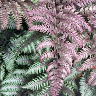 Athyrium niponicum var. pictum Burgundy Lace