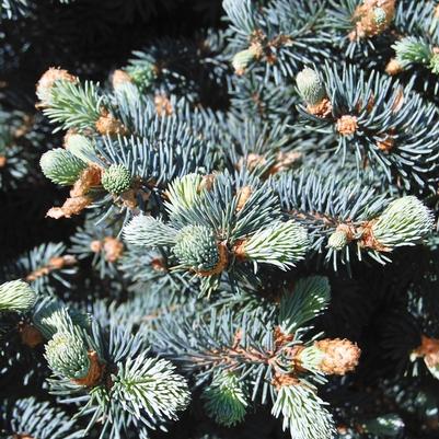 Picea pungens var. glauca 