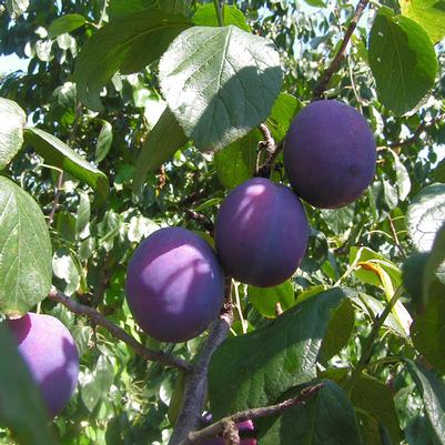 Prunus Plum Combination