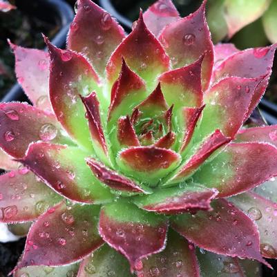 Sempervivum Chick Charms® Strawberry Kiwi™