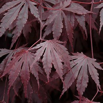 Acer shirasawanum Yasemin