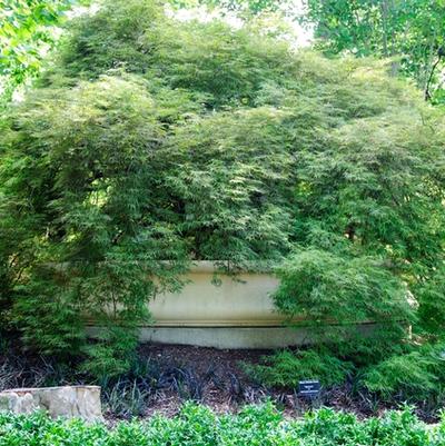 Acer palmatum var. atropurpureum 