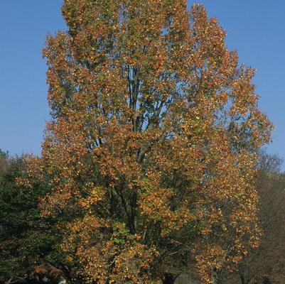 Acer rubrum Armstrong