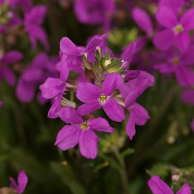 Arabis blepharophylla Barranca™ Pink 