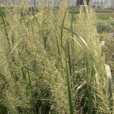 Calamagrostis brachytricha 