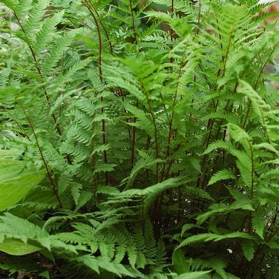 Athyrium augustum forma 'Rubellum' Lady in Red