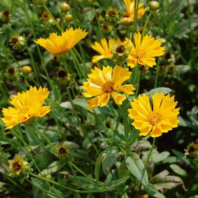 Coreopsis auriculata Jethro Tull