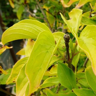 Cornus mas 