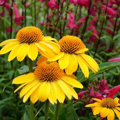 Echinacea Sombrero® Lemon Yellow Improved