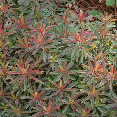 Euphorbia polychroma Bonfire