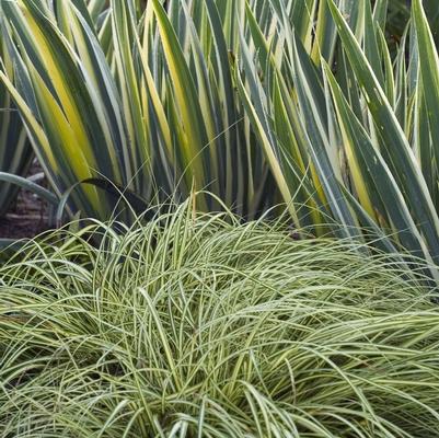 Carex oshimensis Evergold